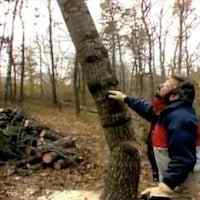 Schneller Tipp, der einen kleinen Baum fügt