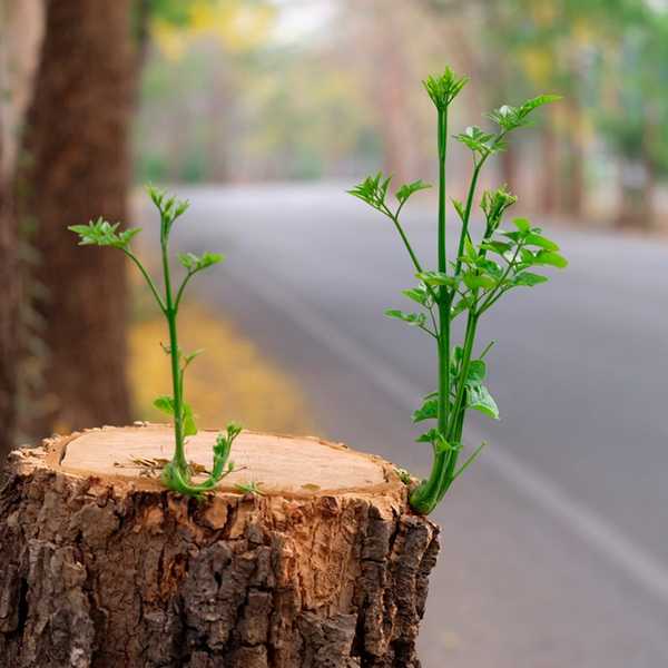 Retirez une souche d'arbre avec ce produit domestique commun