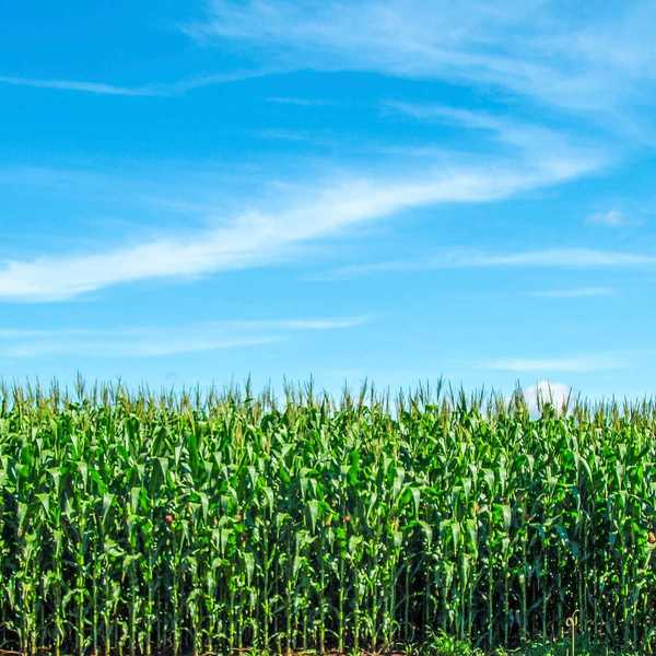 ¿Debería el maíz realmente estar a la altura del 4 de julio??