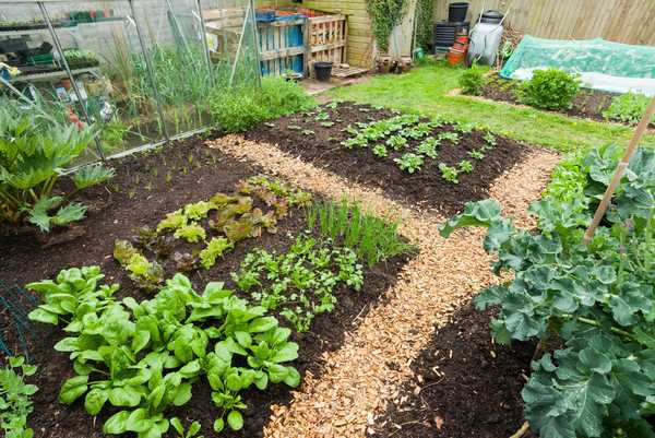 Devrais-je faire tourner les cultures dans mon potager?