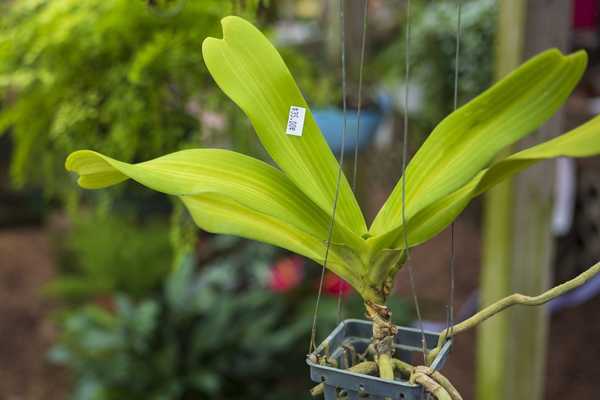 Le prix doit être le facteur déterminant lorsque vous achetez des plantes?