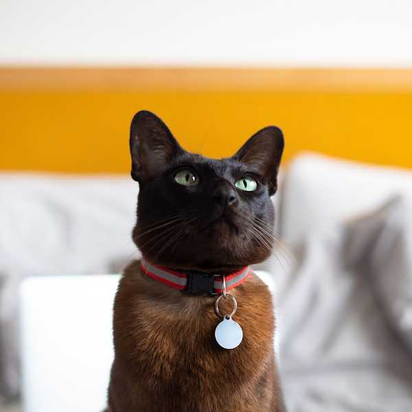 Si vous obtenez un collier pour votre chat?