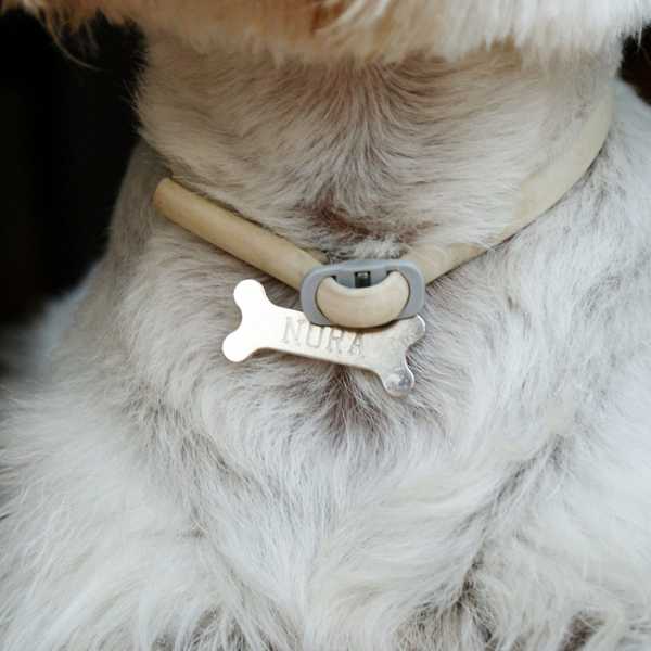 Si vous obtenez un collier pour votre chien?