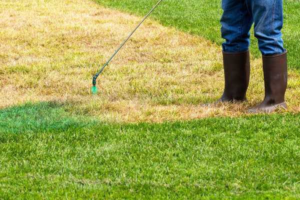 Você deveria pintar seu gramado verde? O que saber sobre esta tendência