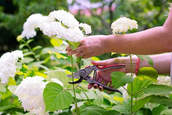 Si vous émeignez les hortensias à l'automne?