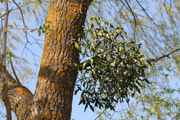 Sekiranya anda cuba mengembangkan mistletoe?