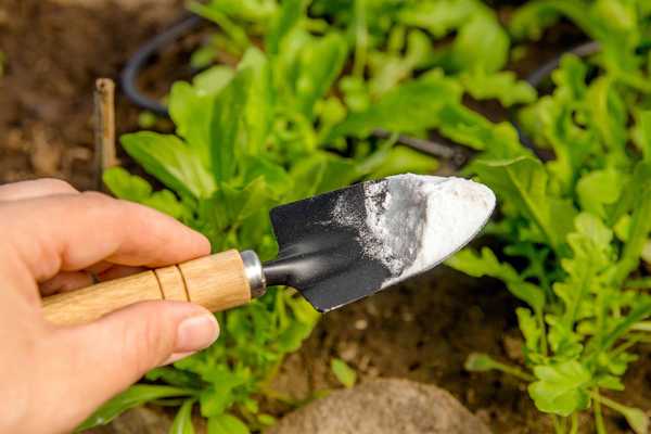 ¿Deberías usar bicarbonato de sodio en tu jardín??