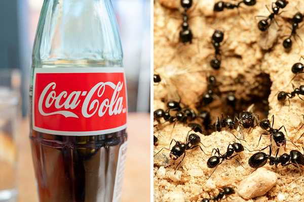 Si vous utilisez Coca-Cola pour vous débarrasser des fourmis?