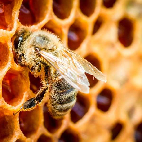 Einfache Dinge, die Sie tun können, um die Bienen zu retten