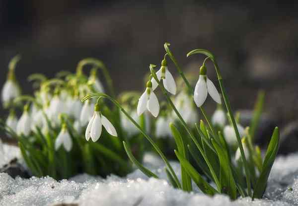 Résolu! 8 fleurs qui fleurissent en hiver