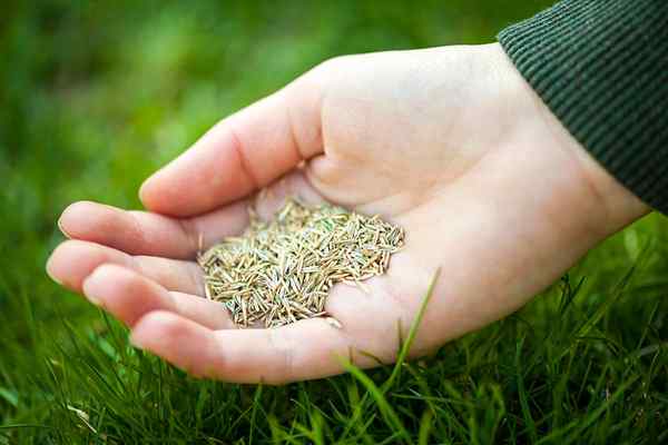 Résolu! Les graines de l'herbe tournent-elles mal?