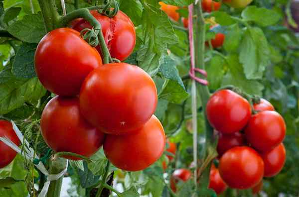 Resolvido! Como superar 11 problemas comuns de plantas de tomate