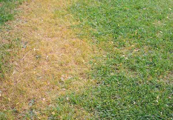 Résolu! Que faire à propos du champignon de pelouse