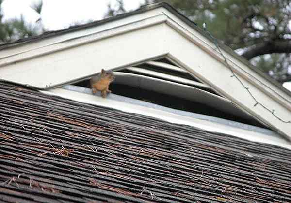 Gelöst! Was tun mit Eichhörnchen auf dem Dachboden