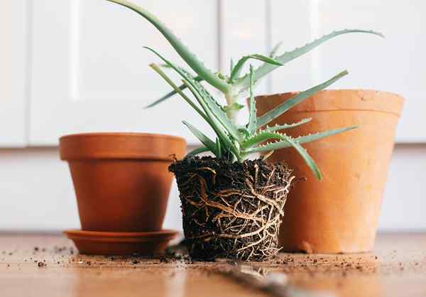 Résolu! Quand et comment rempoter une plante