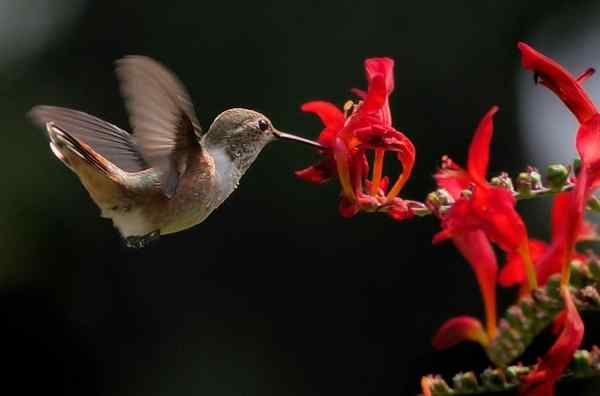 Diselesaikan! Tempat Hummingbirds Hidup sepanjang tahun