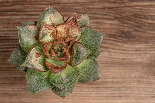 Résolu! Pourquoi mes succulentes meurent-elles?