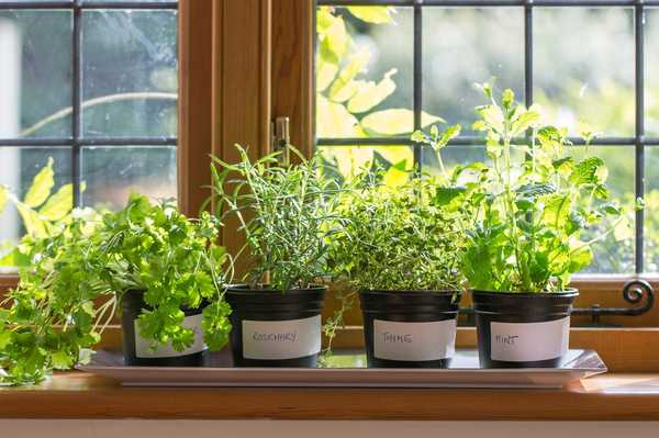 Commencer un jardin d'herbes intérieur