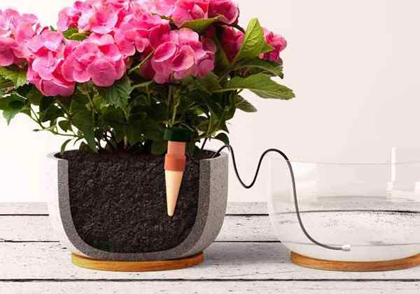 Les meilleurs Wooterrs de la plante automatique pour votre jardin de conteneurs