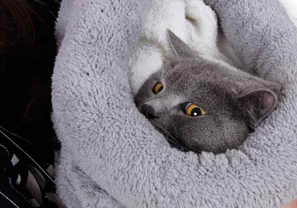 Os melhores cobertores de gato para conforto e calor