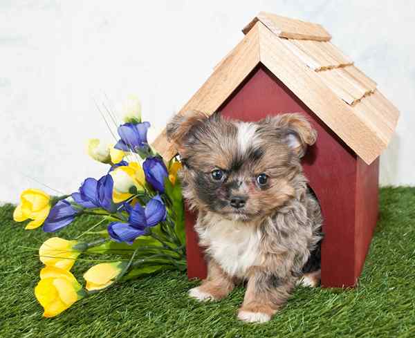 Las mejores casas de perros para mascotas de todos los tamaños