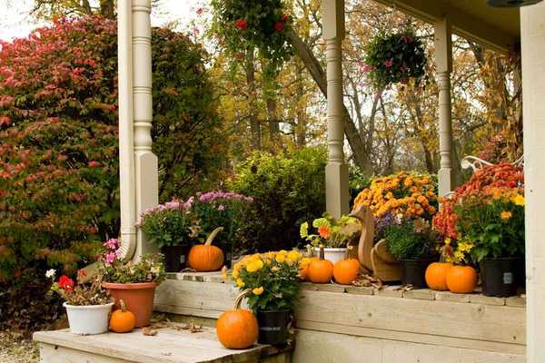 Les meilleures fleurs d'automne (qui ne sont pas des mamans)