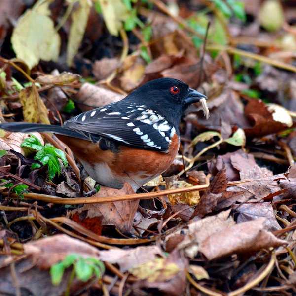 Der beste Weg, Vögel anzulocken, die keine Vogelfutterhäuschen besuchen