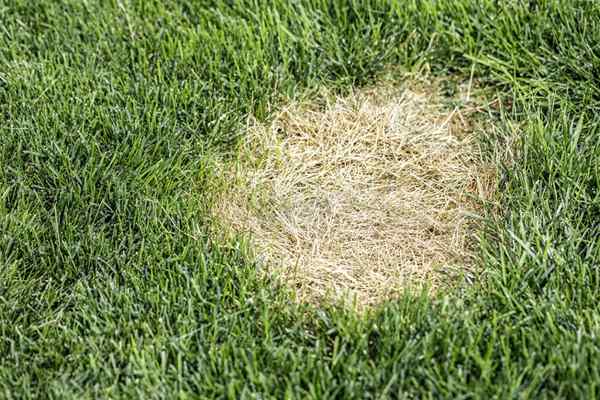 Le bug derrière votre herbe brune et brune