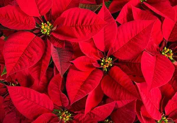 Les dos et les cas de coins de poinsettia