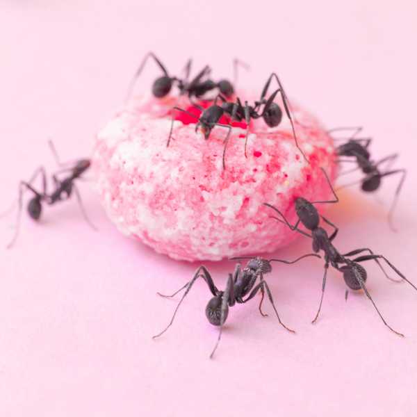 La Guía del propietario para el control de plagas de hormigas
