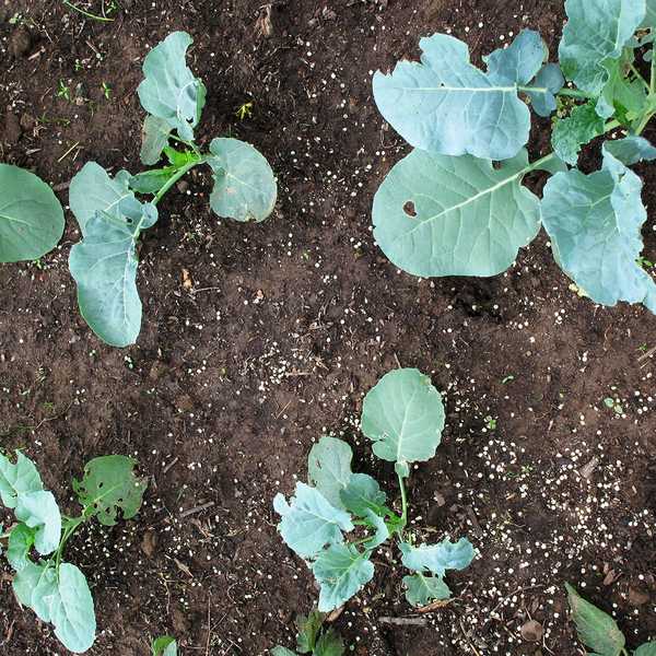 Pentingnya belerang di kebun Anda