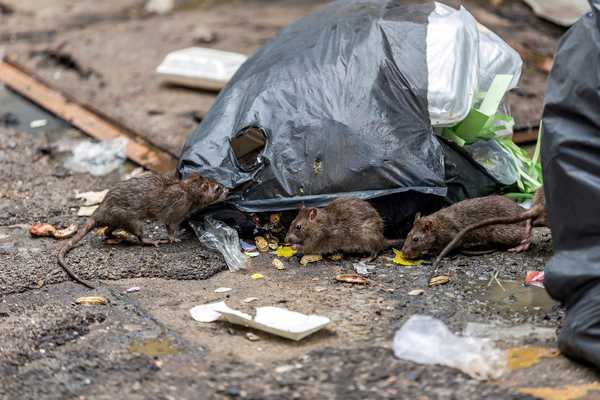 Kota-kota paling terinfeksi tikus di Amerika