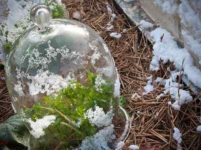 Der Wintergarten heckt Ihre Wetten ab