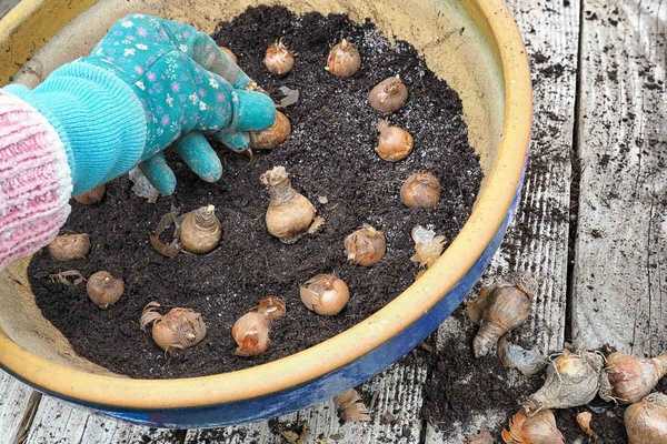 Coisas que eu gostaria de saber antes de plantar lâmpadas de outono