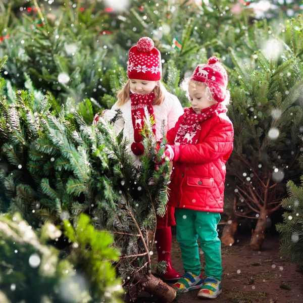 Ini adalah hari terbaik untuk membeli pokok Krismas anda