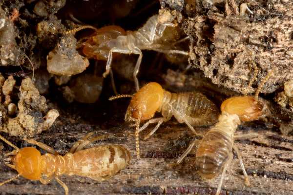 Esta es la ciudad más infestada de termitas del país