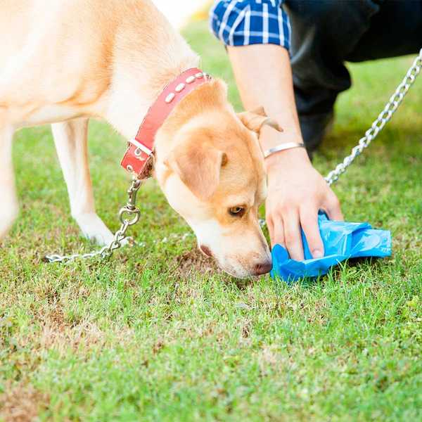 Ce spray magique dira à votre chien exactement où faire caca