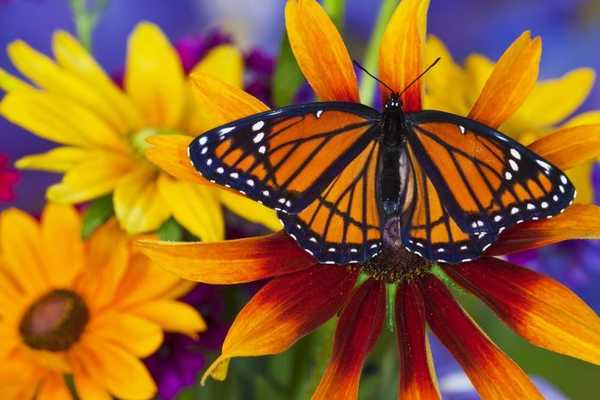 Diese neue energiesparende Farbe wurde von Schmetterlingen inspiriert