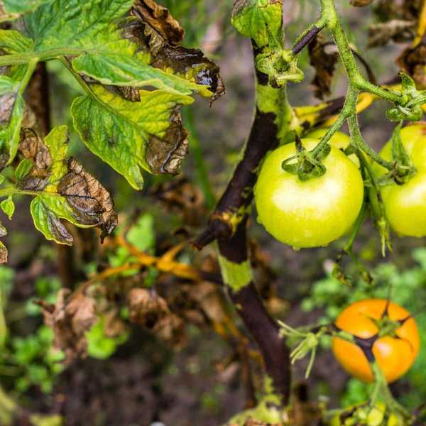 Ce piratage penny sauvera vos plantes de la brûlure