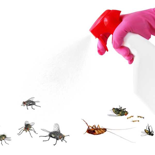 Cette astuce se débarrassera de la plupart des insectes autour de votre maison