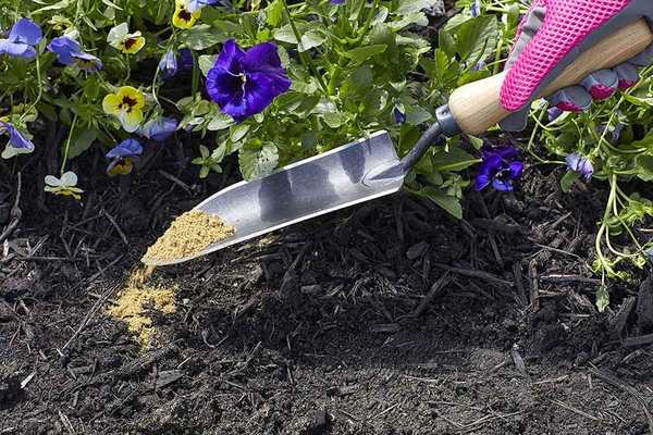 Tipps zum Düngen von Blumen mit Knochenmehl