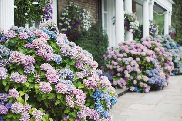 Consejos para cultivar y cuidar hortensias