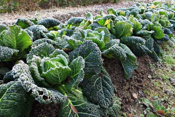 Petua untuk menanam taman sayur musim sejuk