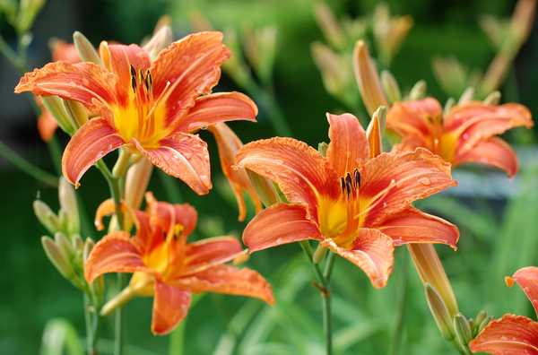 Tips untuk menanam dan merawat daylilies