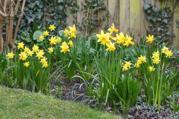 Petua untuk menanam mentol daffodil