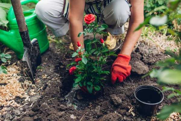 Conseils pour planter des roses dans votre jardin