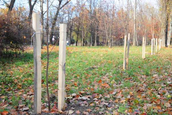 Tipps, wie man einen Baum steckt