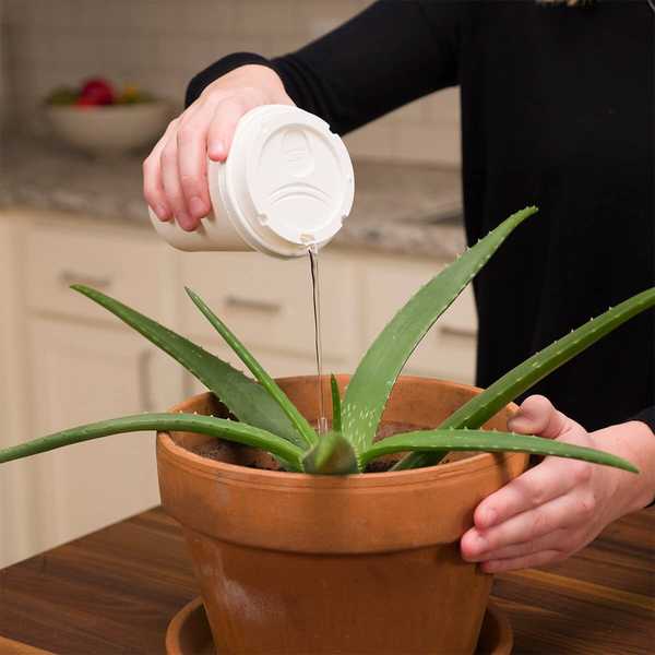 Tasse de café à go aux plantes à eau