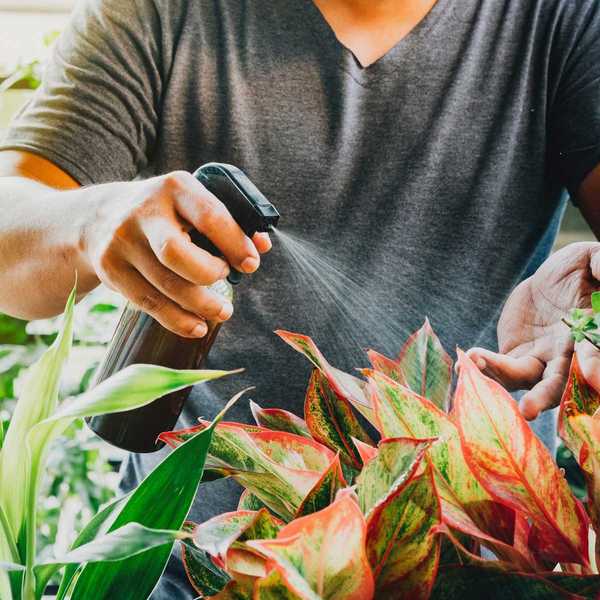 Consejos superiores para el cultivo de plantas tropicales en un clima templado