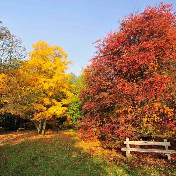 Transformez vos feuilles d'automne en paillis et compost libre